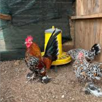 Pulcini nana calzata millefiori