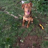 Cane per ma mancanza di tempo