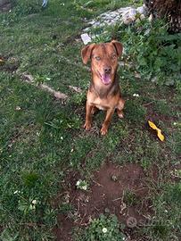 Cane per ma mancanza di tempo