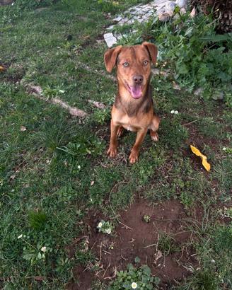 Cane per ma mancanza di tempo