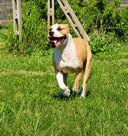 Pitbull ukc maschio
