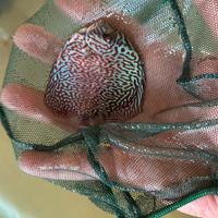 Discus pesci tropicali