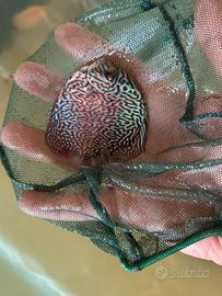 Discus pesci tropicali