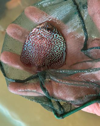 Discus pesci tropicali