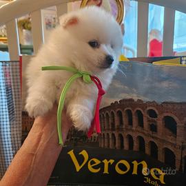 Volpini italiani