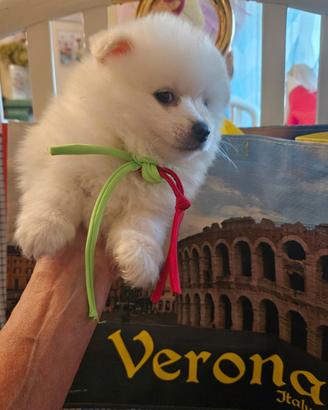 Volpini italiani