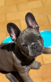 Disponibile per monta