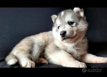 Cuccioli di siberian husky con pedigree