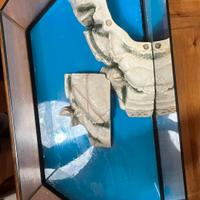 acquario per tartarughe