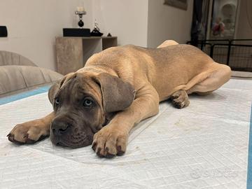 Cucciola cane corso