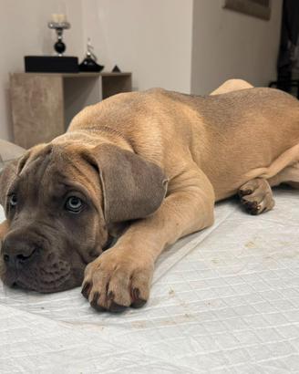 Cucciola cane corso