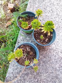 Tre (3) vasi con piantine Aeonium + 1 di cycas