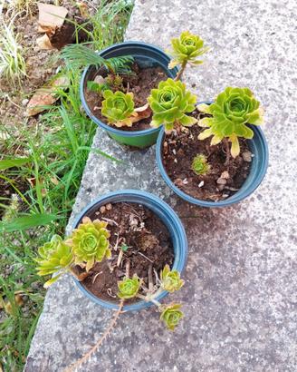 Tre (3) vasi con piantine Aeonium + 1 di cycas