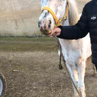 Cavallino appaloosa