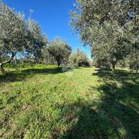 TER. AGRICOLO A SAN CESAREO