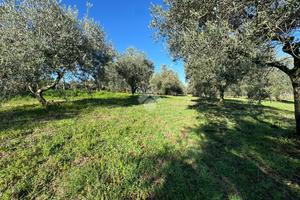 TER. AGRICOLO A SAN CESAREO