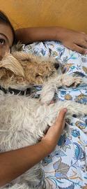 Cuccioli di Fox Terrier con pedigree