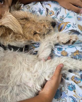 Cuccioli di Fox Terrier con pedigree