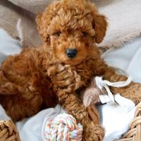 BARBONCINI NANI & BARBONCINO TOY cuccioli RED