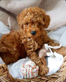 BARBONCINI NANI & BARBONCINO TOY cuccioli RED