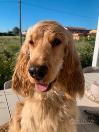 Buddy. disponibile per monte