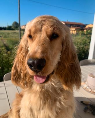 Buddy. disponibile per monte