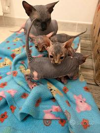 Cuccioli Sphynx pronti a fine Novembre