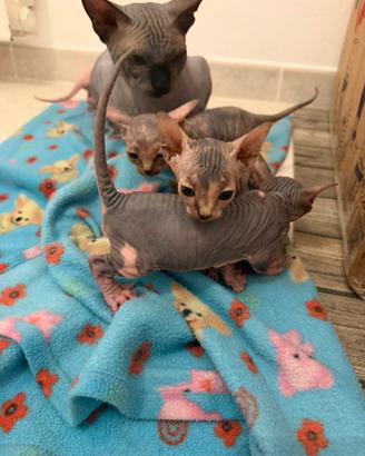 Cuccioli Sphynx pronti a fine Novembre