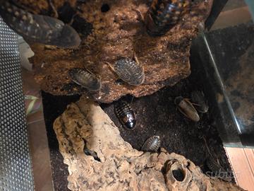 Blaptica dubia