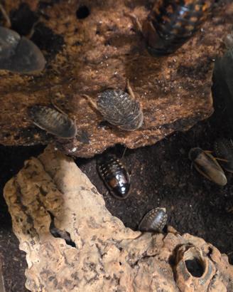Blaptica dubia