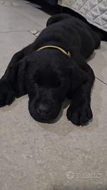 Labrador neri con pedegre