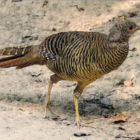 Femmina dorata rosso