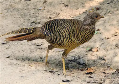 Femmina dorata rosso