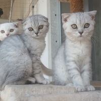 Cuccioli Scottish fold/British