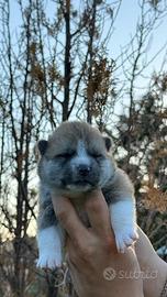Cuccioli di Akita Inu