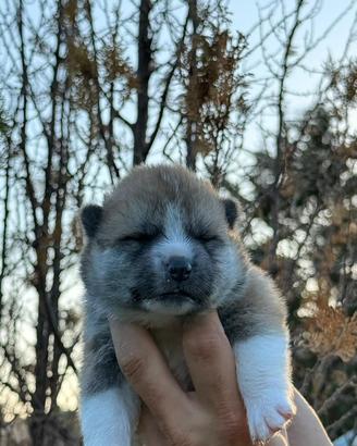 Cuccioli di Akita Inu