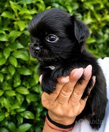 Chihuahua maschietto stupendo bello