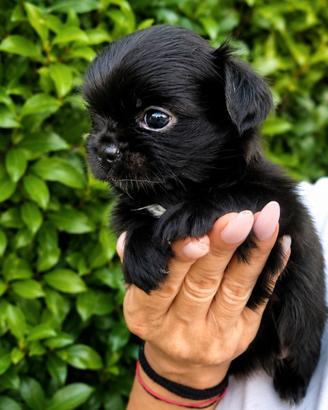 Chihuahua maschietto stupendo bello