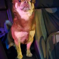 Accoppiamento chiuhuhua