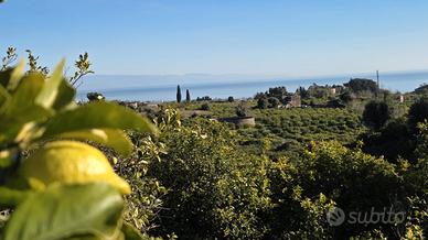 Limoneto bio - vista mare etna