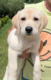 Labrador retriever cucciolotti