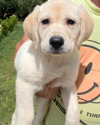 Labrador retriever cucciolotti