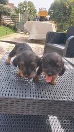 Cuccioli Bassotto tedesco a pelo lungo