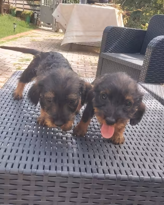 Cuccioli Bassotto tedesco a pelo lungo