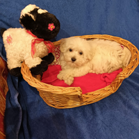 Cucciolo maltese toy europeo bianco 60 gg con vacc