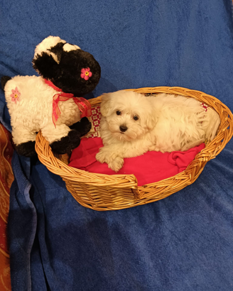 Cucciolo maltese toy europeo bianco 60 gg con vacc