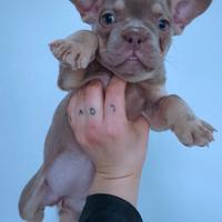 Bulldog francese esotico