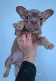 Bulldog francese