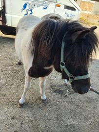 Pony