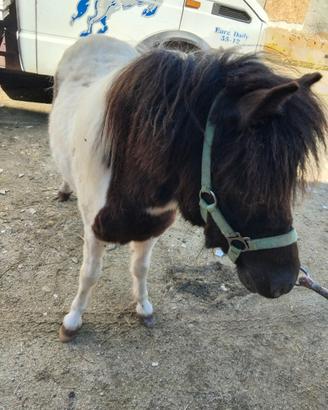 Pony